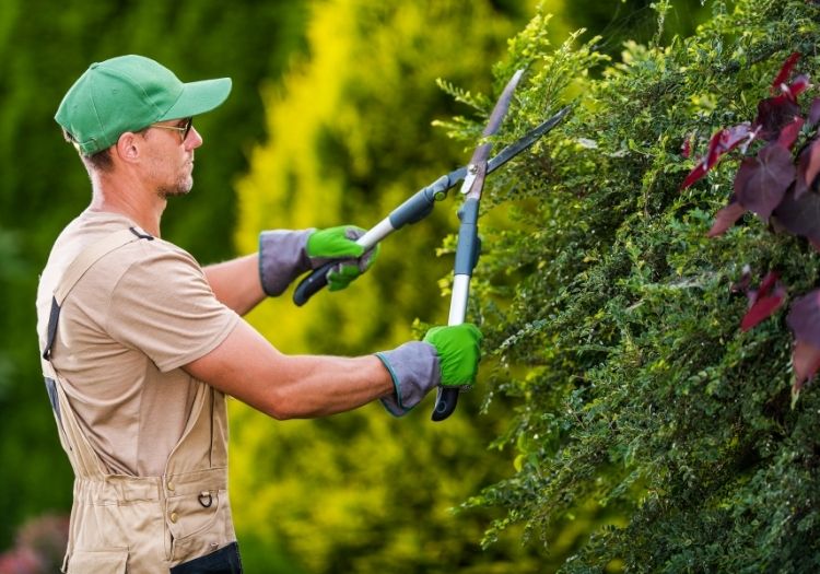 Élagage et soin des arbres